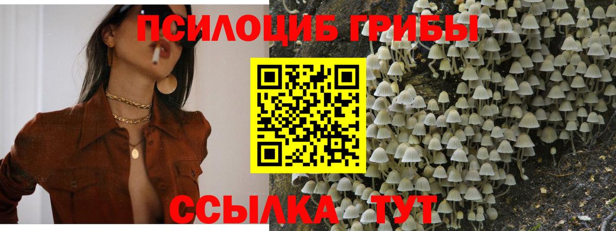 Зима  Галлюциногенные грибы Psilocybine cubensis  Вход с VPN  Псилоцибиновые грибы Psilocybe 